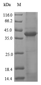 Legumain (LGMN), human, recombinant