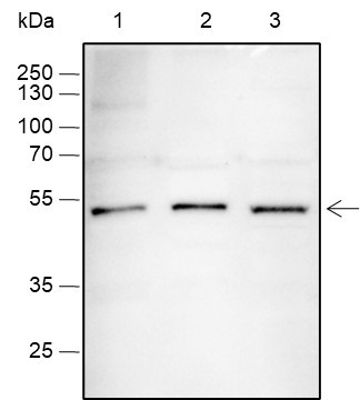 Anti-Recombinant SOX1, clone A363
