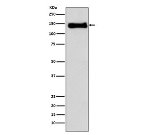 Anti-Integrin beta 1 / ITGB1 / CD29, clone AFI-9