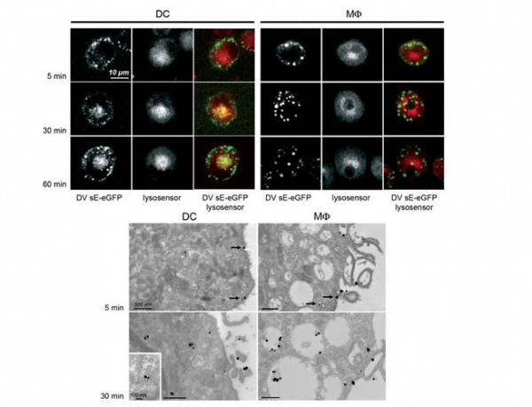 Anti-GFP