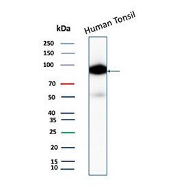 Anti-CD19 / CD19 molecule, clone CD19/4260R