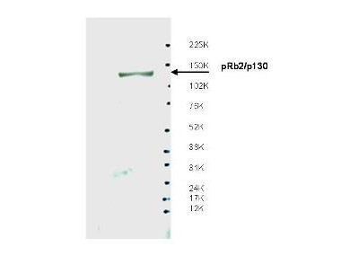 Anti-Spa310 (pRb2/p130)