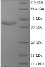 Prolactin (PRL), swine, recombinant