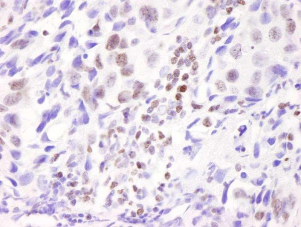 Anti-ASC2 (IHC)