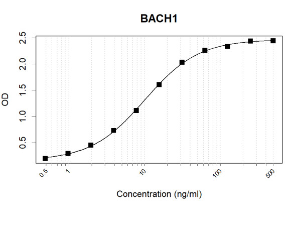Anti-Human BACH1 Antibody Pair