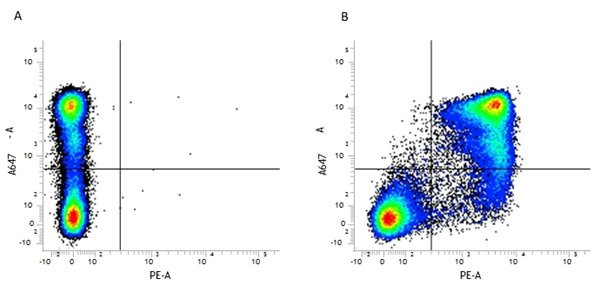 Anti-CD11b (RPE), clone 5C6