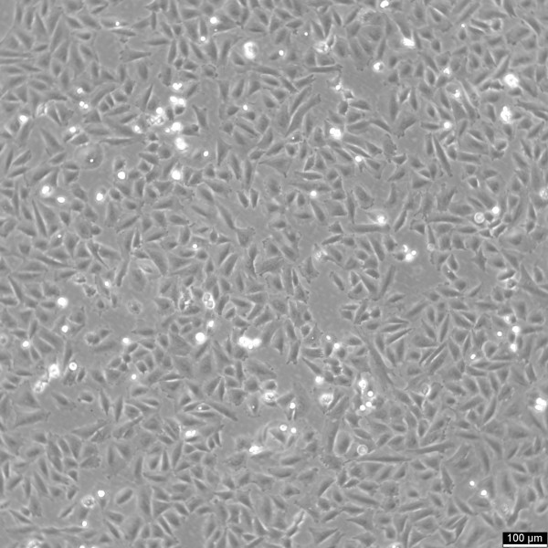 SaOS-2 Cells