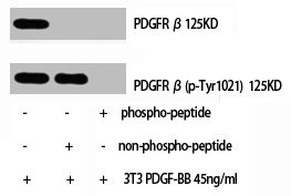 Anti-PDGFRB