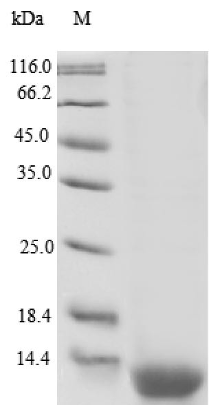 Resistin-like beta (RETNLB), human, recombinant