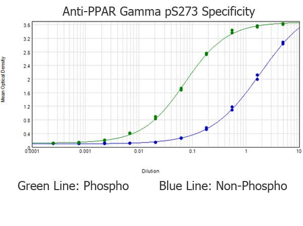 Anti-phospho-PPAR gamma (Ser273)