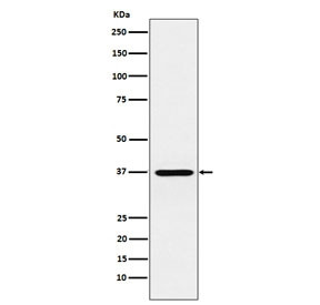 Anti-CRX / Cone-rod homeobox, clone AFIO-3