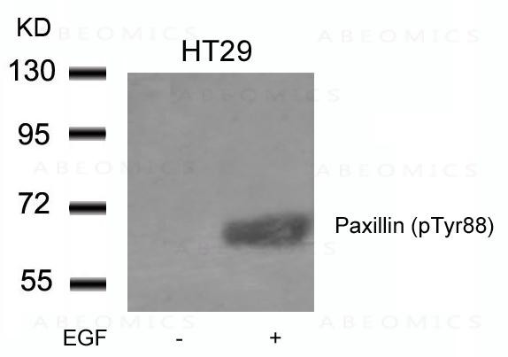 Anti-Paxillin (phospho-Tyr88)