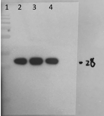 Anti-Ubiquitinated H2B, clone NRO3