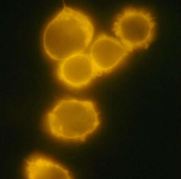 Anti-CD34, clone 4H11(APG) (PE)