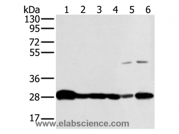 Anti-NDUFS3