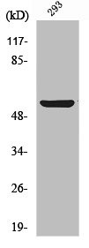 Anti-ABI1