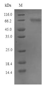 Protein FAM83D (Fam83d), mouse, recombinant