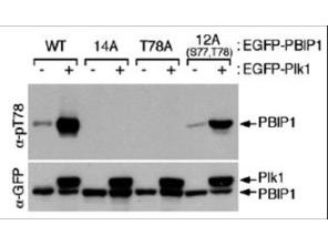 Anti-phospho-MLF1 Interacting Protein (Thr78)