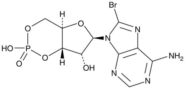 8-bromo Cyclic AMP