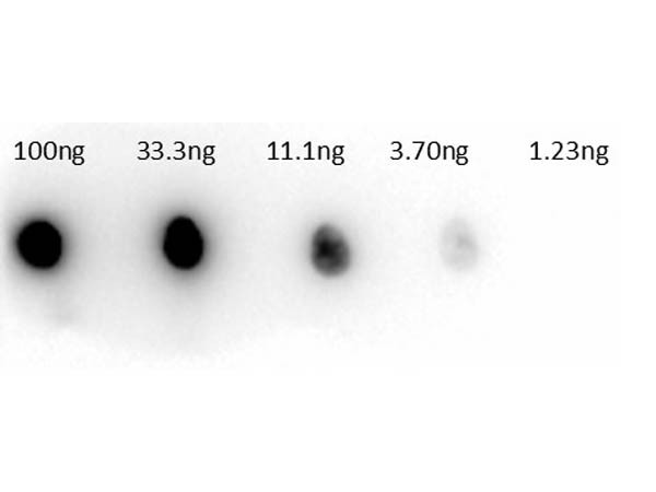 Anti-CARBONIC ANHYDRASE II, Peroxidase Conjugated