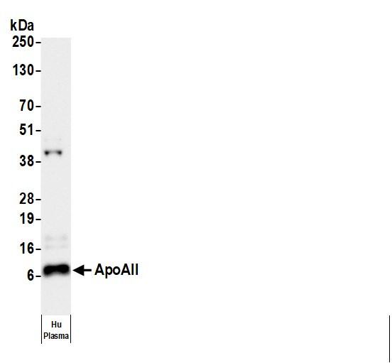 Anti-Human Apo AII [H04], HRP conjugated
