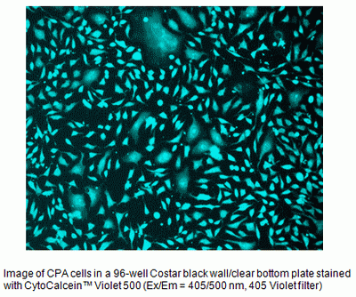 CytoCalcein Blue 500*Excited at 405 nm*