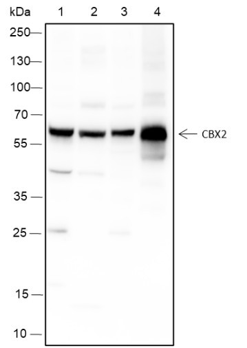 Anti-Recombinant CBX2, clone A153