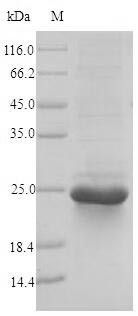 Hydrophobin-2 (hfb2), Hypocrea jecorina, recombinant