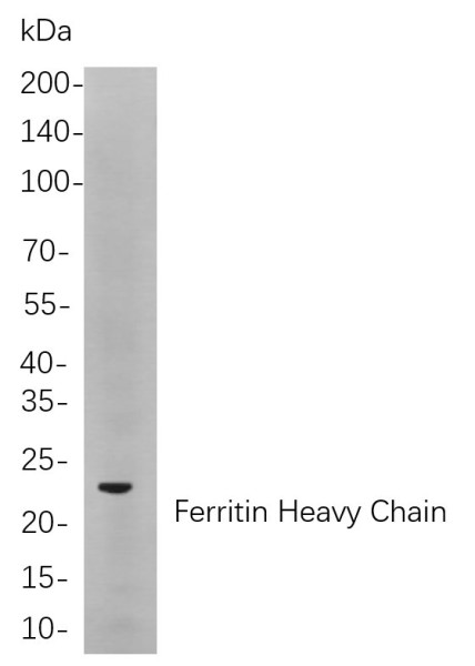 Anti-Recombinant Ferritin Heavy Chain, clone 9C4