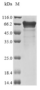 YTH domain-containing family protein 1 (YTHDF1), human, recombinant