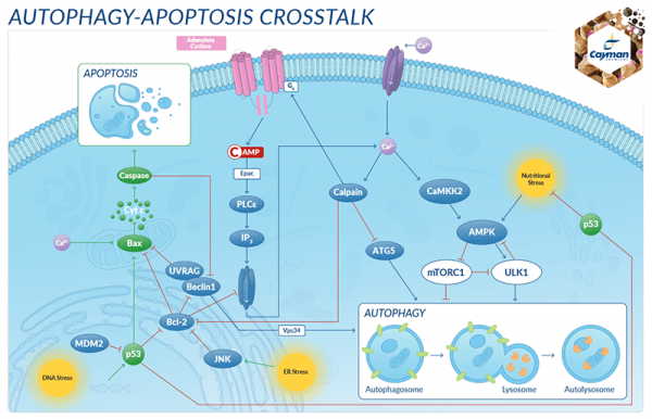 Autophagy