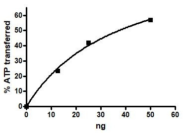 cKit (D816V), active human recombinant protein