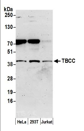 Anti-TBCC