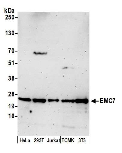 Anti-EMC7
