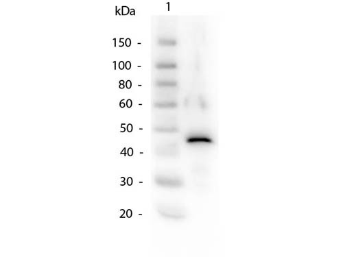 Anti-ALCOHOL DEHYDROGENASE (Yeast)