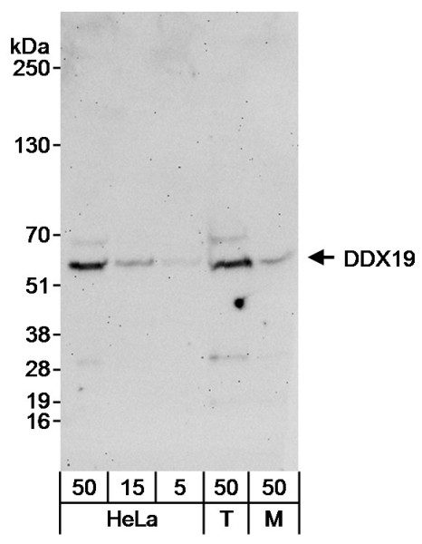 Anti-DDX19