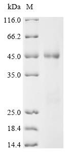 Pulmonary surfactant-associated protein A2 (SFTPA2), partial, recombinant human