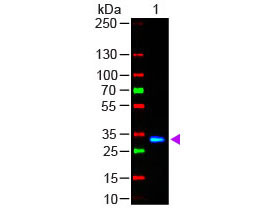Anti-Human IgG F(c) [Goat] (Min X Bv Hs Ms &amp; Rt serum proteins) Fluorescein conjugated F(ab')2 fragm
