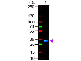 Anti-Human IgG F(c) [Goat] (Min X Bv Hs Ms &amp; Rt serum proteins) Fluorescein conjugated F(ab&#039;)2 fragm