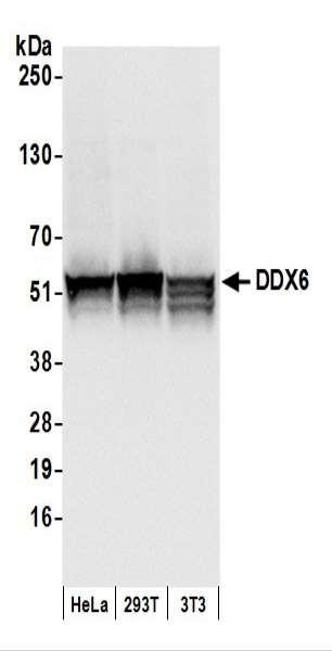 Anti-DDX6