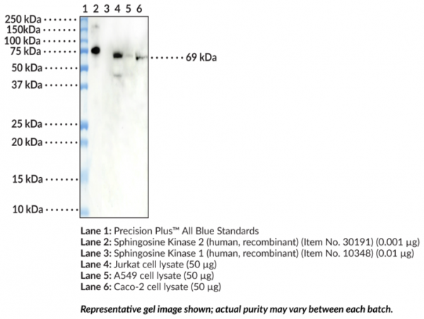 Anti-Sphingosine Kinase 2 (Clone 2C6)