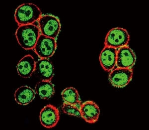 Anti-phospho-SMAD3 (Ser208)
