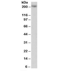 Anti-MYO5A