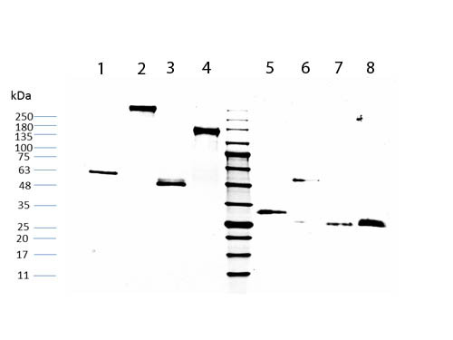 Human IgG F(C) Fragment