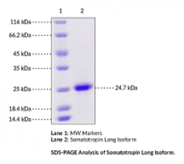 Somatotropin Long Isoform (human, recombinant)