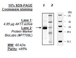 Akt3, active human recombinant protein