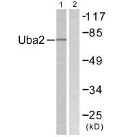 Anti-UBA2