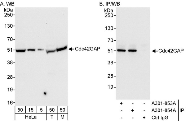 Anti-Cdc42GAP