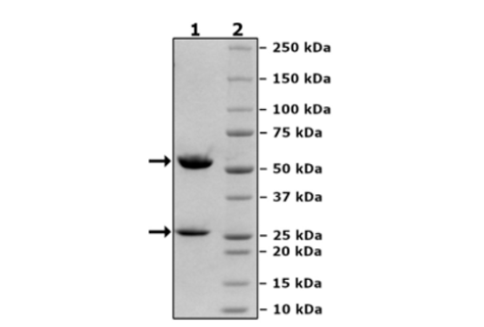 Anti-CD8 Antibody, Biotin-Labeled