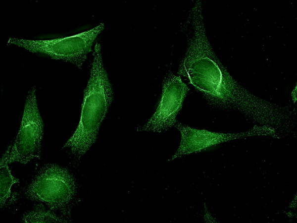 Anti-AHA1, clone 25F2.D10